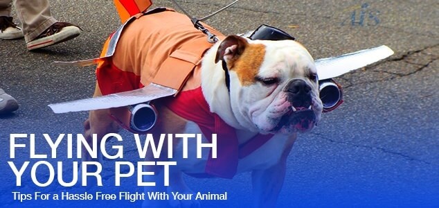 Flying with your Pets